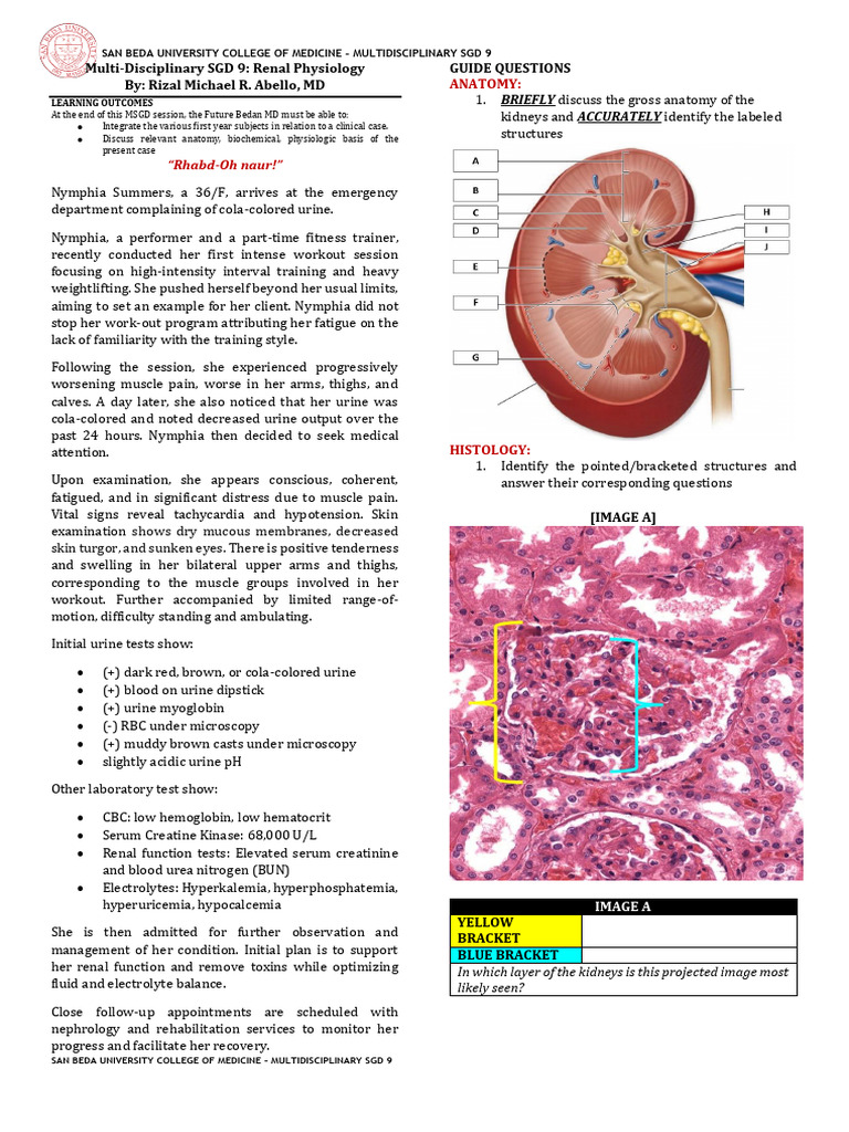 Ay23-24 MSGD9 Renal Physiology - Student Guide | PDF | Creatinine | Kidney