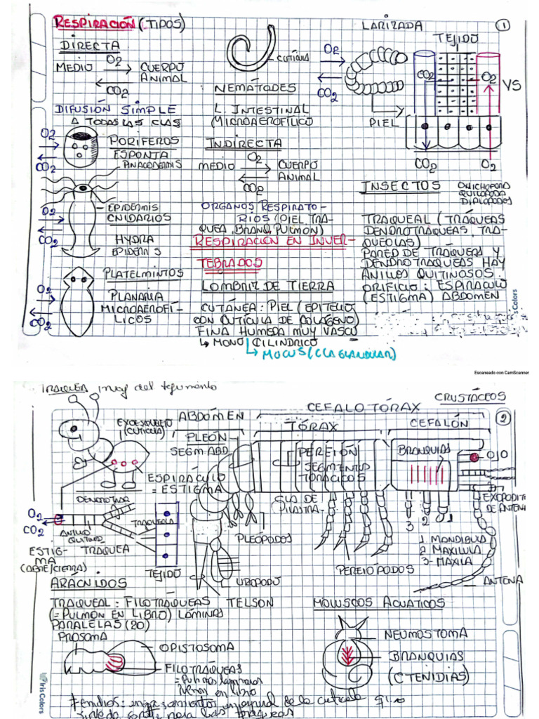 Anatomía Sem 07 Pdf