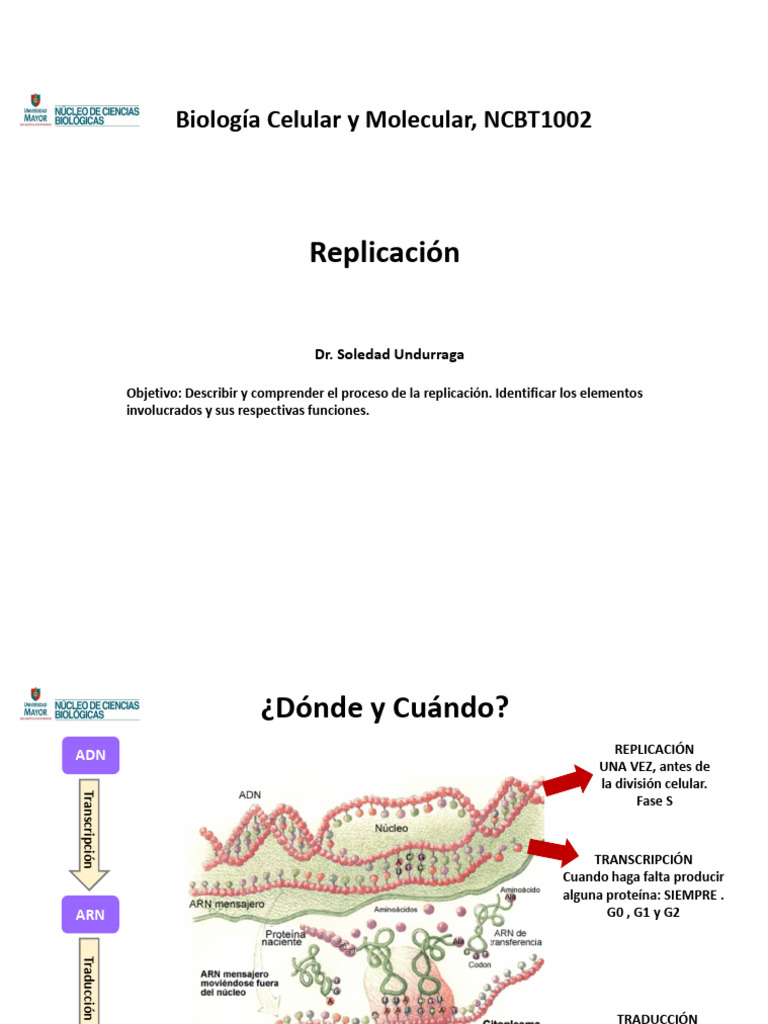 Clase 11 - Replicacion | PDF | Replicación De Adn | Adn