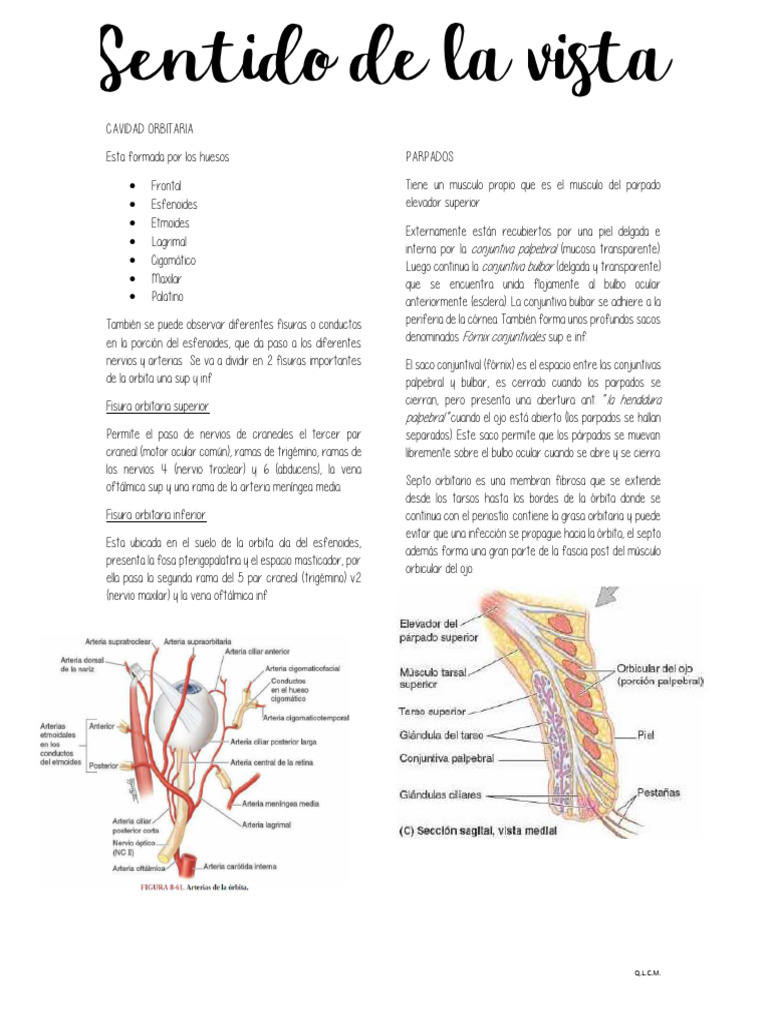 Anatomia Del Sentido Del Ojo | PDF