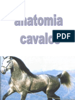 Anatomia de Cavalos
