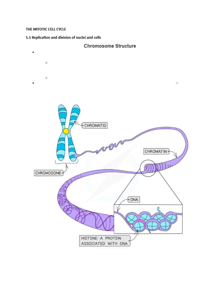 Mitotic Cell Cycle Part 1 | PDF