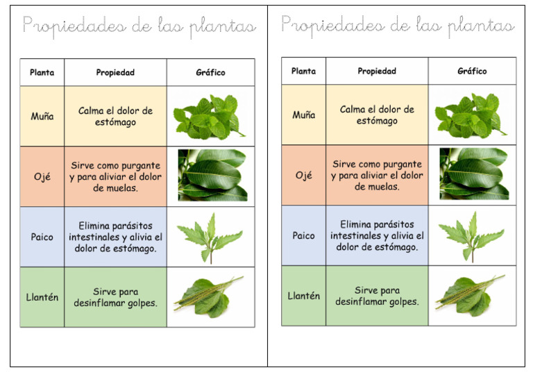 Ficha Cuadro de Doble Entrada Plantas Medicinales | PDF