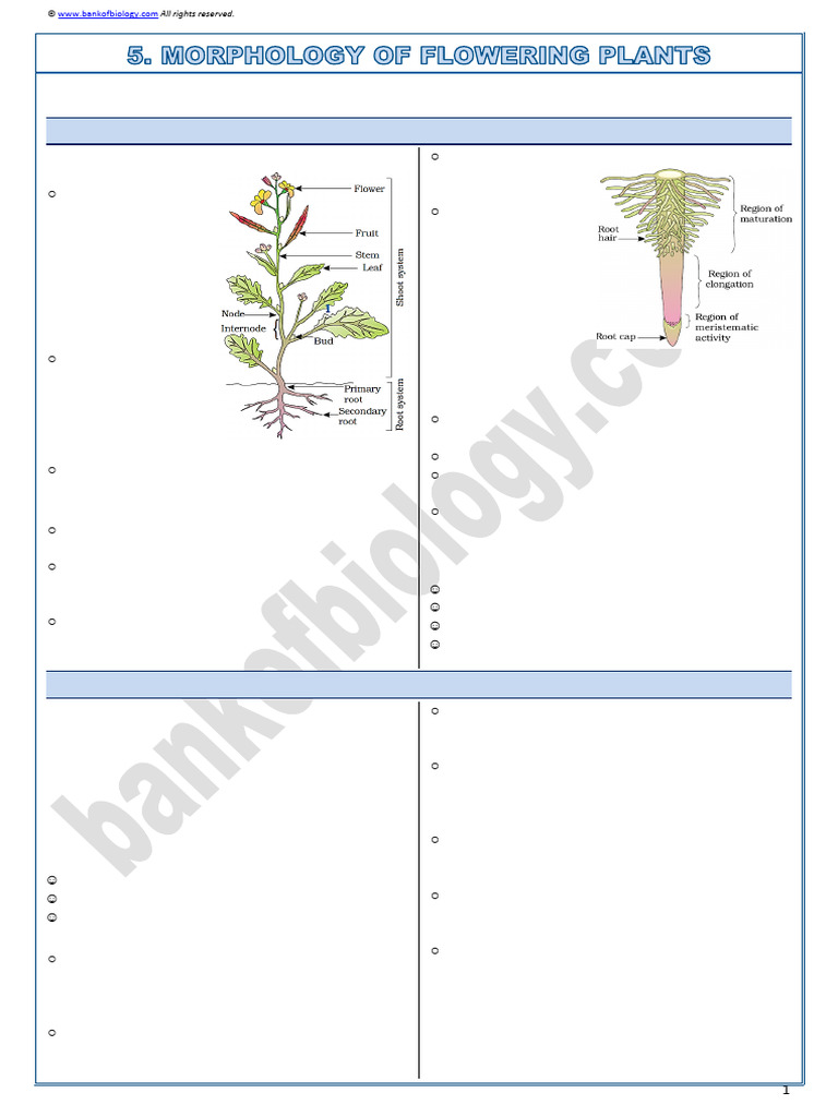 5 Morphology in Flowering Plants-Sample Notes 2021 | PDF