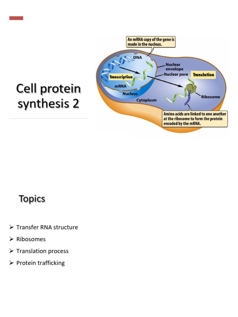 18. Cell Protein Synthesis 2 (1) | PDF
