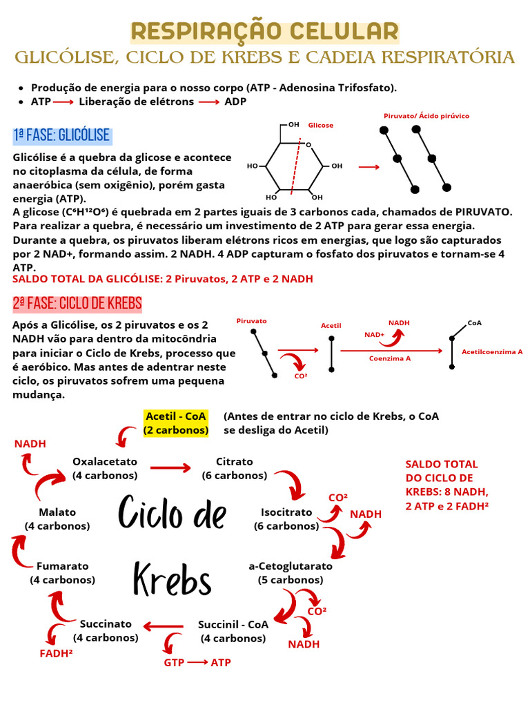 Respiração Celular: Glicólise, Ciclo de Krebs e Cadeia Transportadora ...