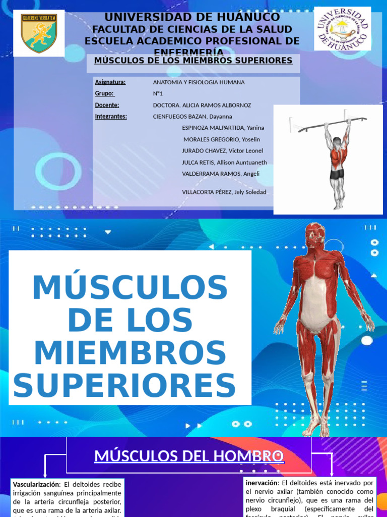 Musculos de Miembros Superiores Modificado | PDF
