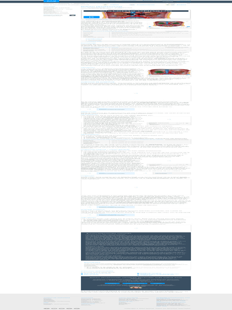 Riñones - Anatomía, Función y Estructura Interna - Kenhub | PDF