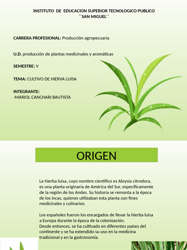 Hierva Luisa | PDF