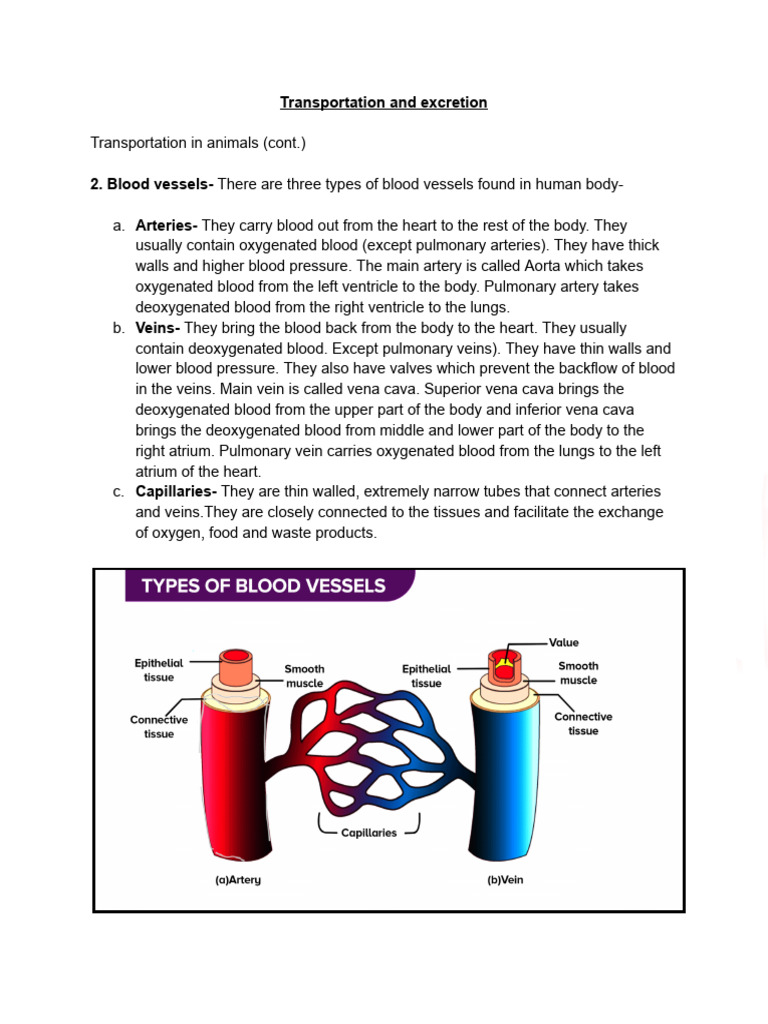 CH 5 Notes | PDF