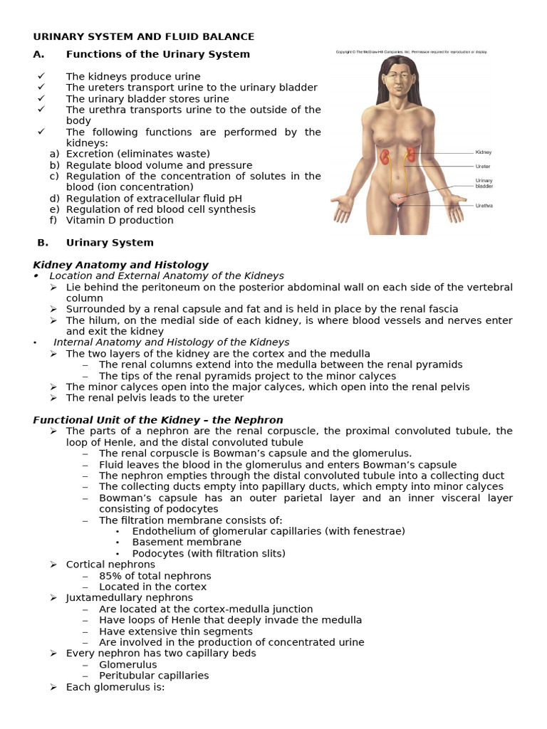 Urinary System | PDF
