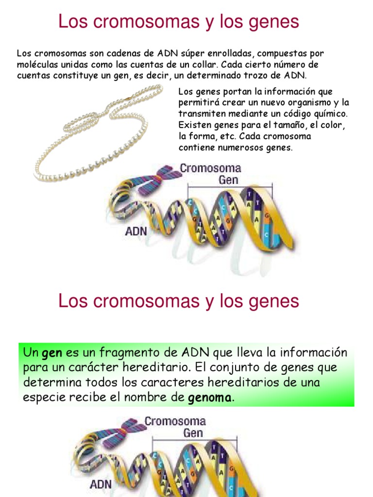 Cromosomas y Genes 2 Cromosoma Gene Free 30day