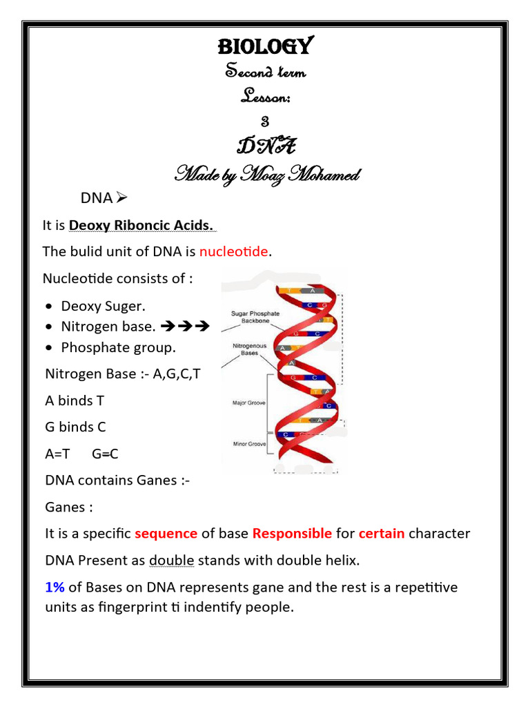 Understanding DNA Structure and Function | PDF | Foreign Language ...