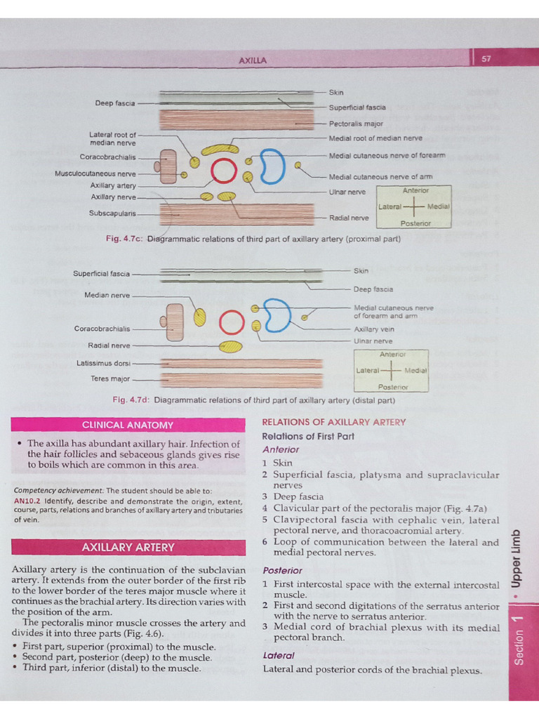 Axillary Artery | PDF