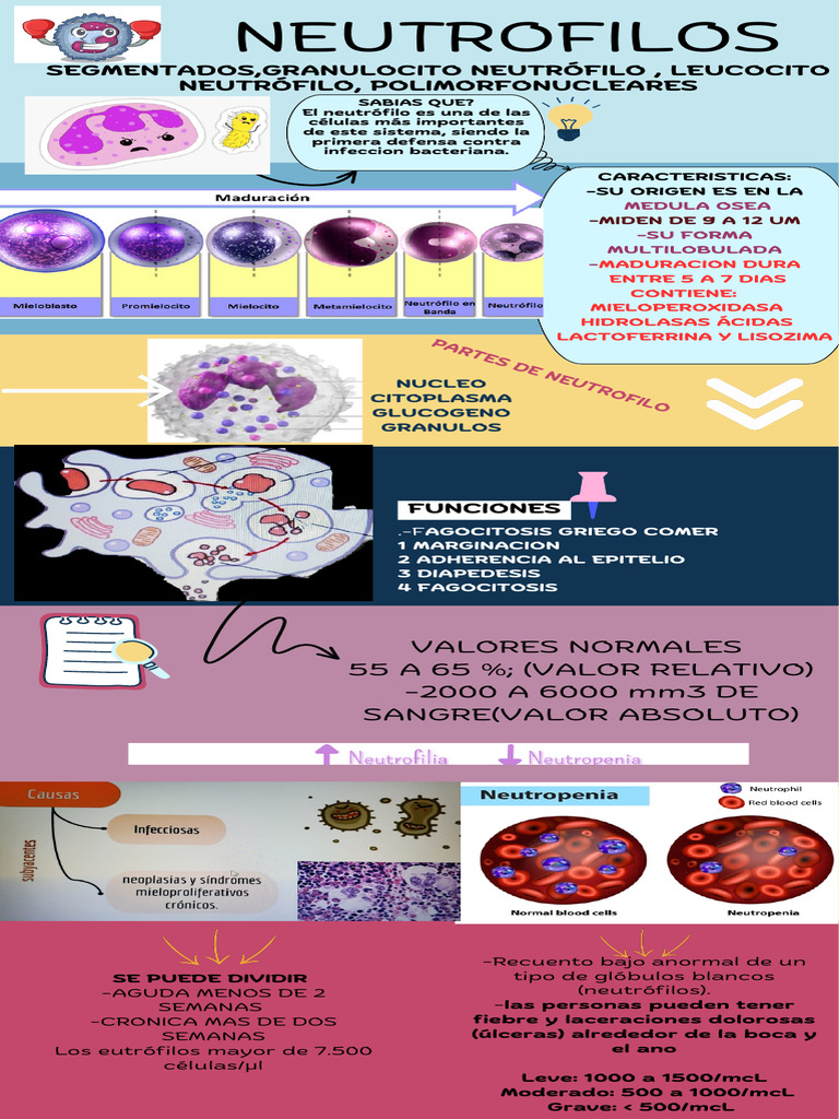 Infografia Neutrofilos | PDF | Biologia Celular | Anatomia