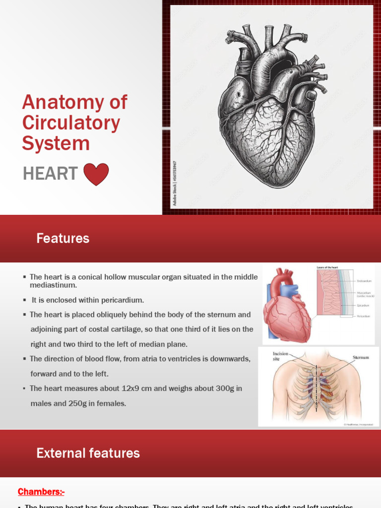 Anatomy of Circulatory System | PDF