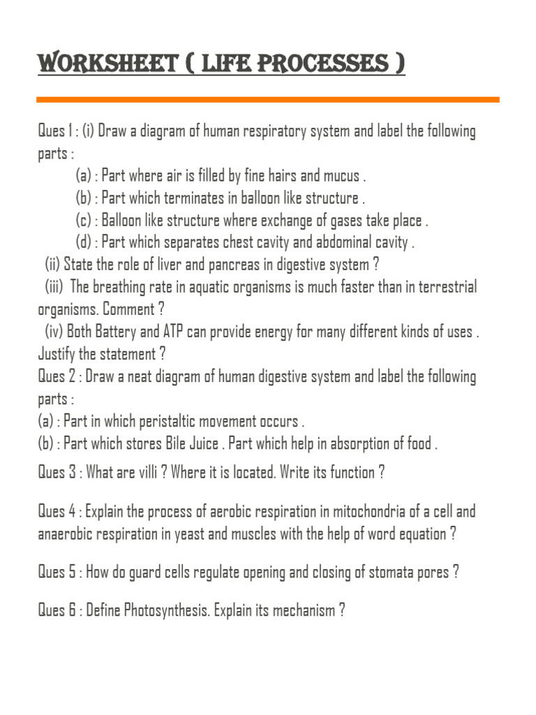Worksheet Life Processes | PDF
