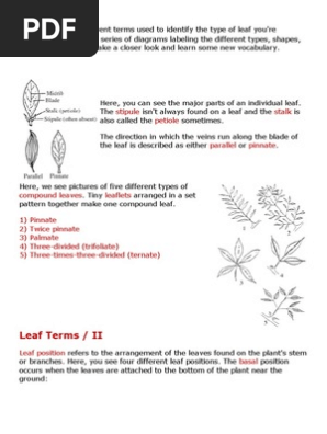 Leaves