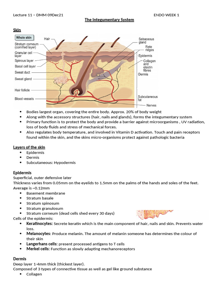 Skin Conditions | PDF