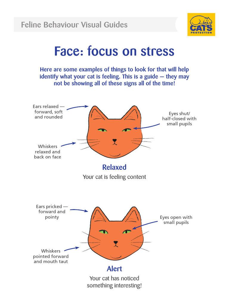acb-7563-cat-stress-visual-guide-print-final-pdf