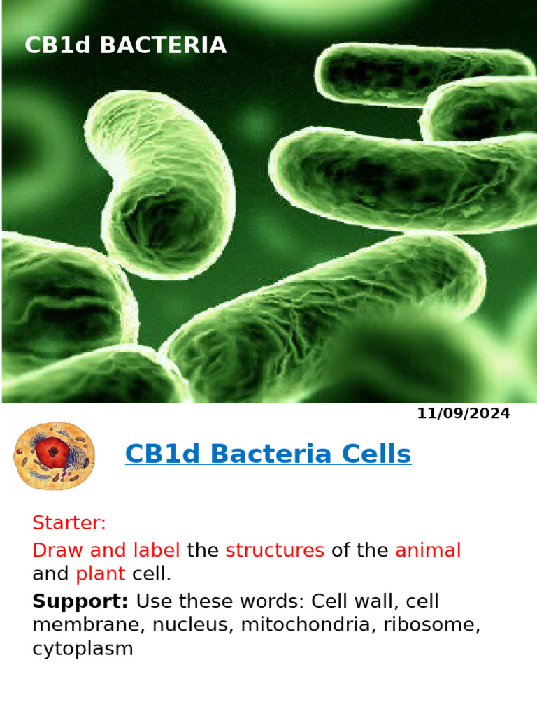 Lesson 3 Bacteria | PDF