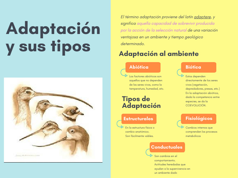 Adaptación y Sus Tipos | PDF