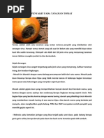 Download Pengendalian Penyakit Pada Tanaman Tomat by Fitriyadi SN76839991 doc pdf