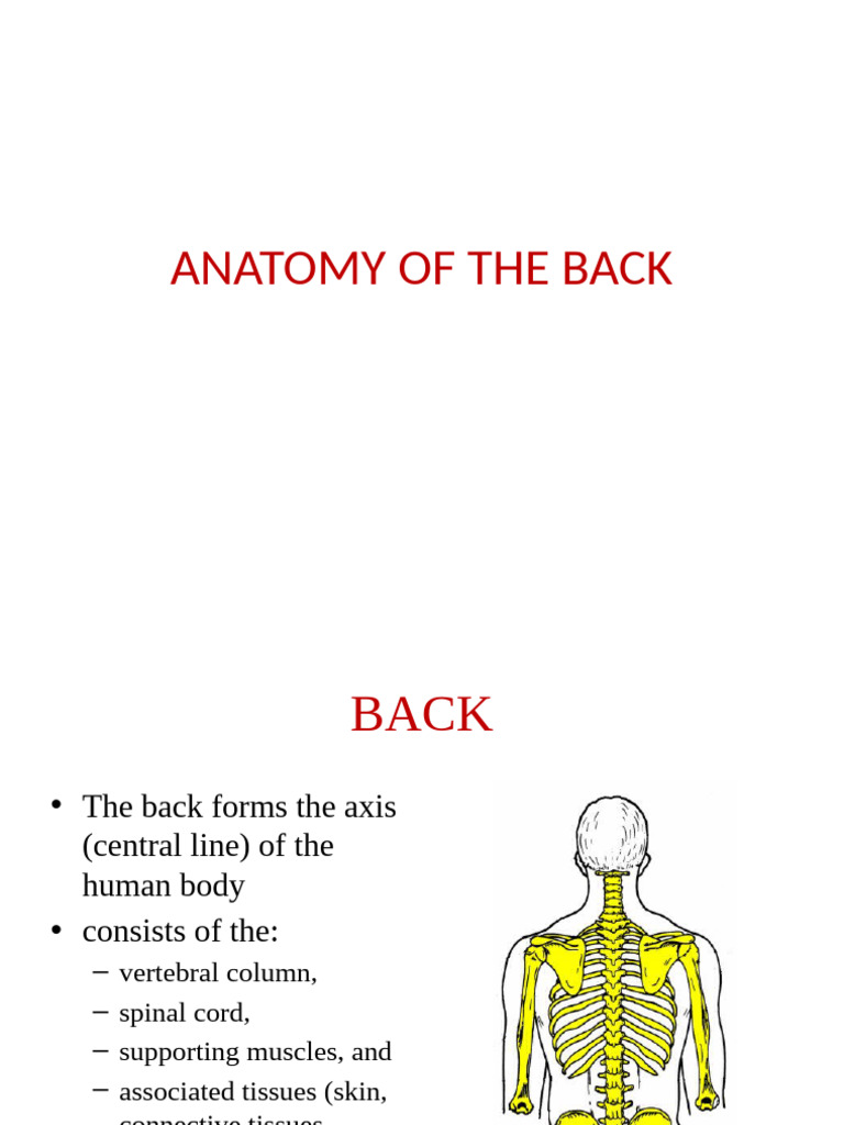 Anatomy of The Back | PDF