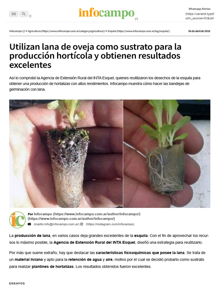 Utilizan Lana De Oveja Como Sustrato Para La Producción Hortícola Y