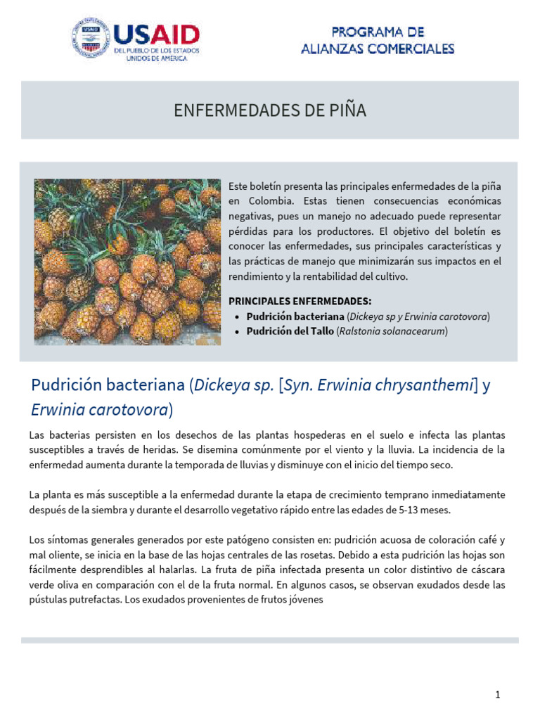 Enfermedades de piña: Ralstonia solanacearum | PDF | Piña | Tallo de la ...