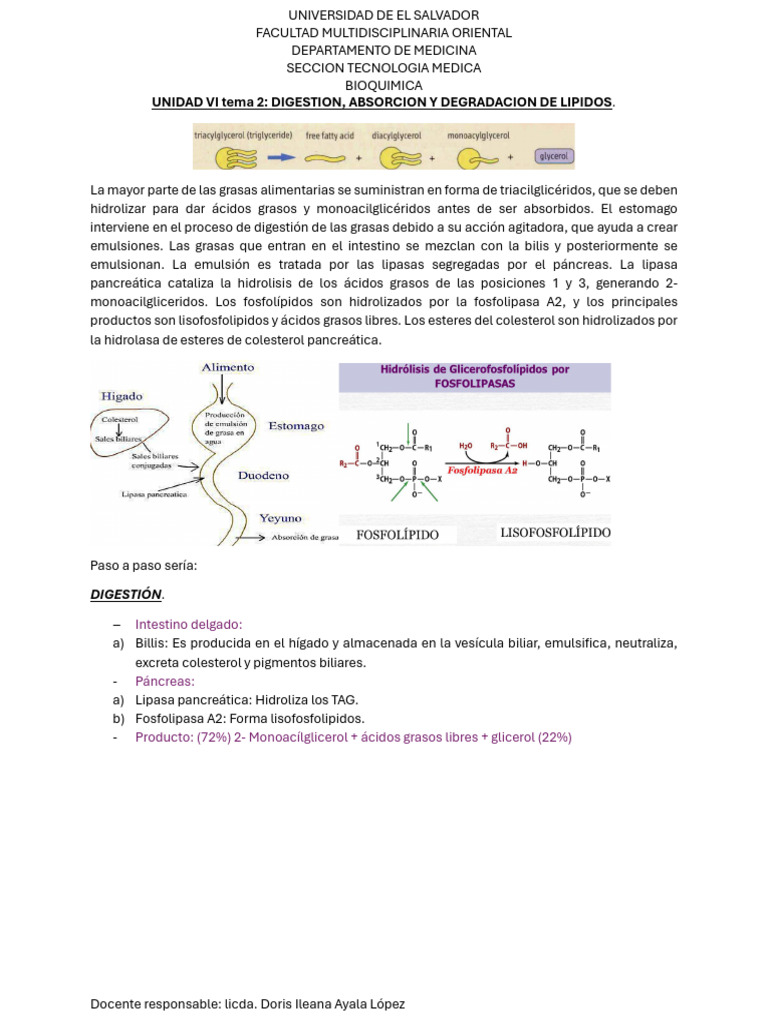 UNIDAD VI tema 2digestion absorcion y degradacion | PDF