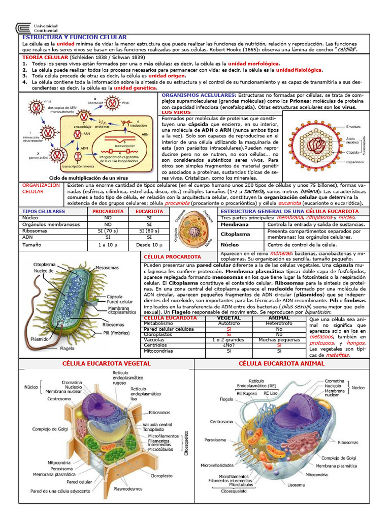 Estructura y Función Celular | PDF | Biología Celular) | Citoplasma