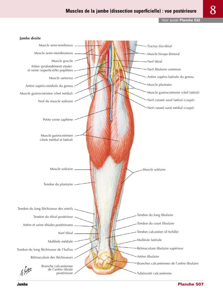 Muscles de La Jambe (Dissection Superbcielle) Vue Postérieure | PDF