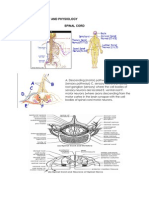 Anatomy and Physiology Spinal Cord Revised