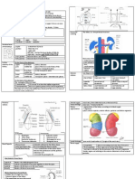 Kidney Anatomy