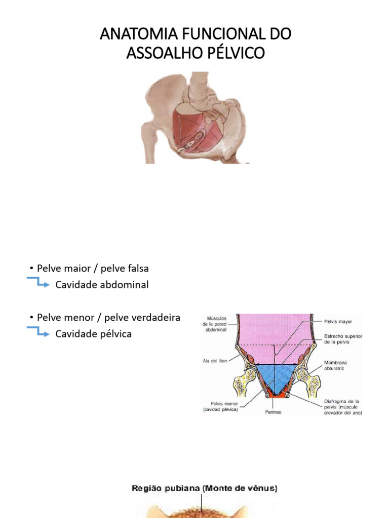 Aula 1 Anatomia Funcional Do Ap Pdf
