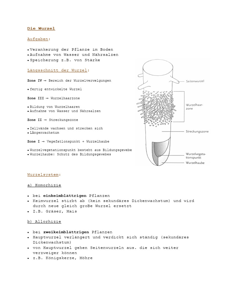 6 Die Wurzel, image size:768x1024