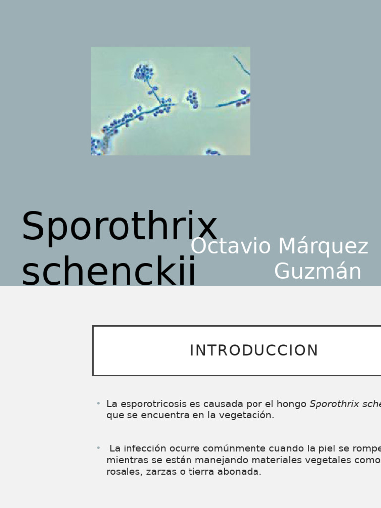 Esporotricosis Sporothrix Schenckii Tuti | PDF