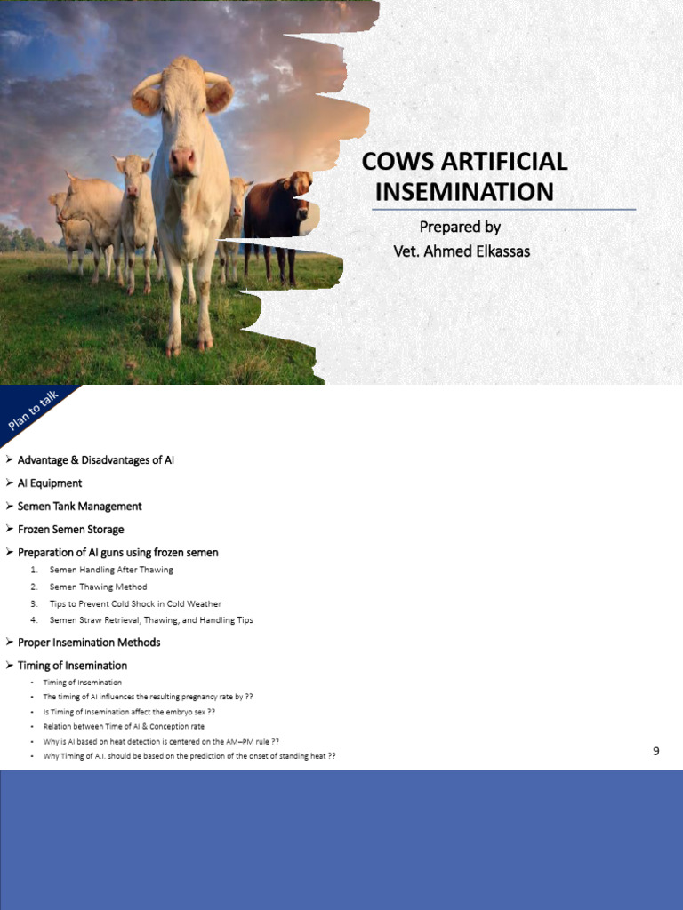 Artificial Insemination in Dairy Cows | PDF