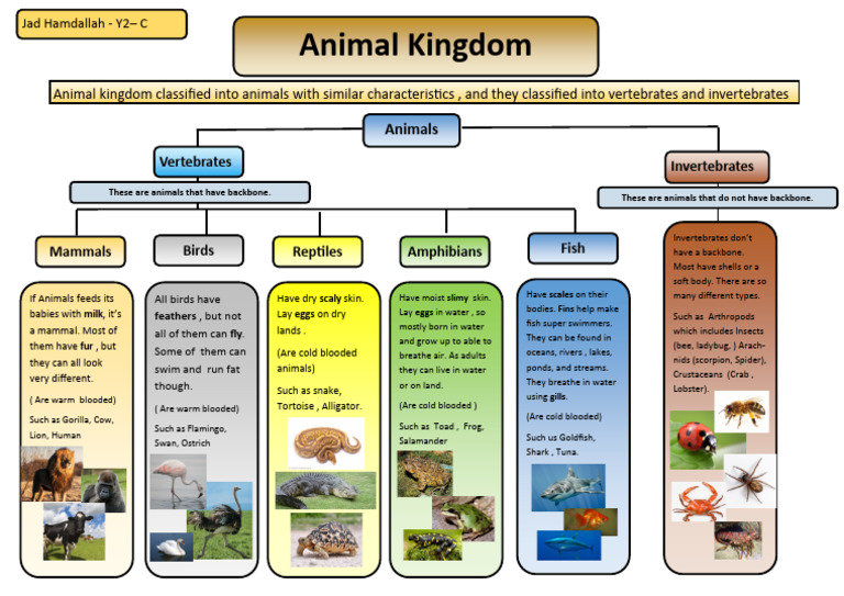 Animal visual data 2