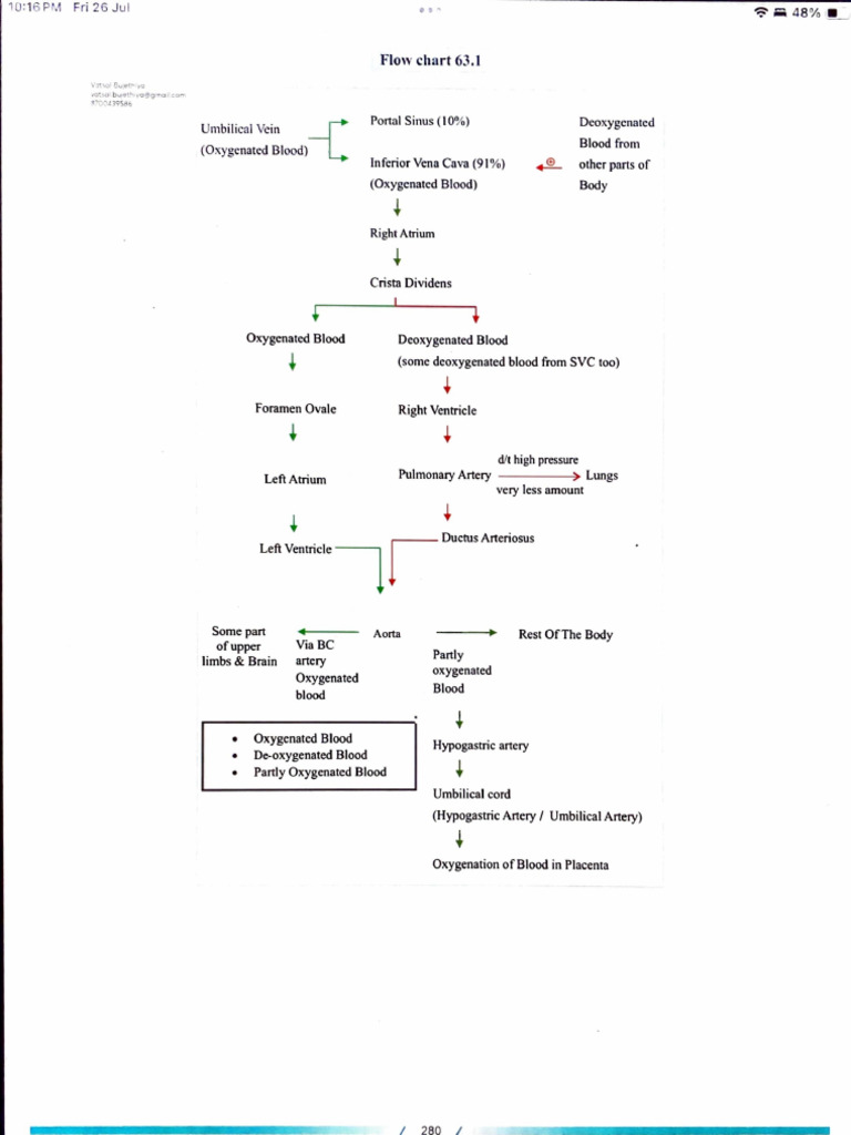 Fetal Circulation Pdf