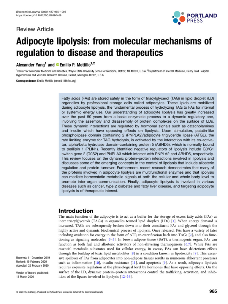 Adipocyte Lipolysis - From Molecular Mechanisms of Regulation To ...