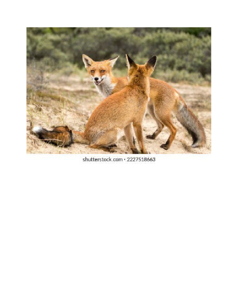 Redfox 7 | PDF