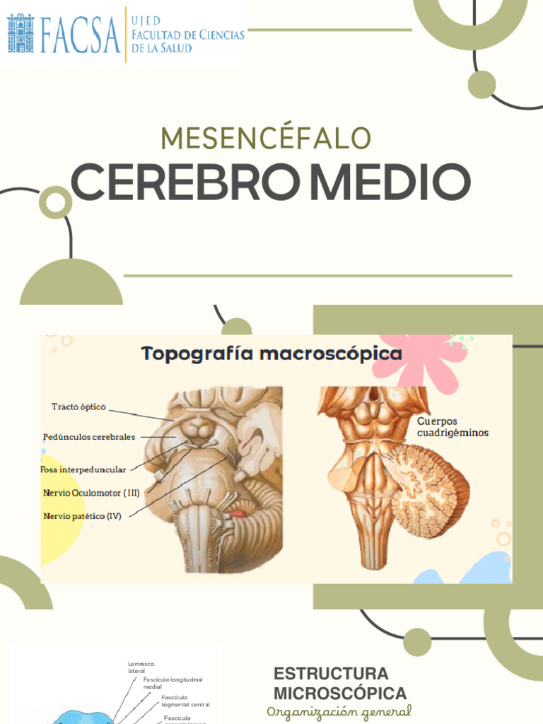 Mesencéfalo | PDF