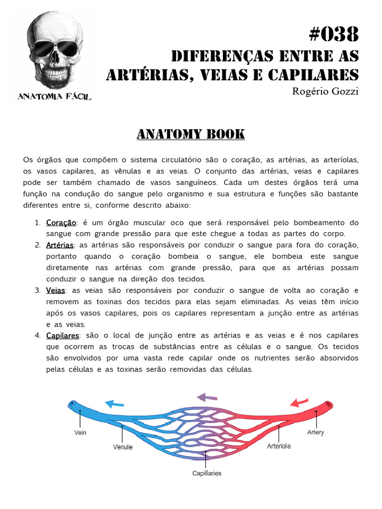 Diferenças entre Artérias e Veias | PDF | Artéria | Veia