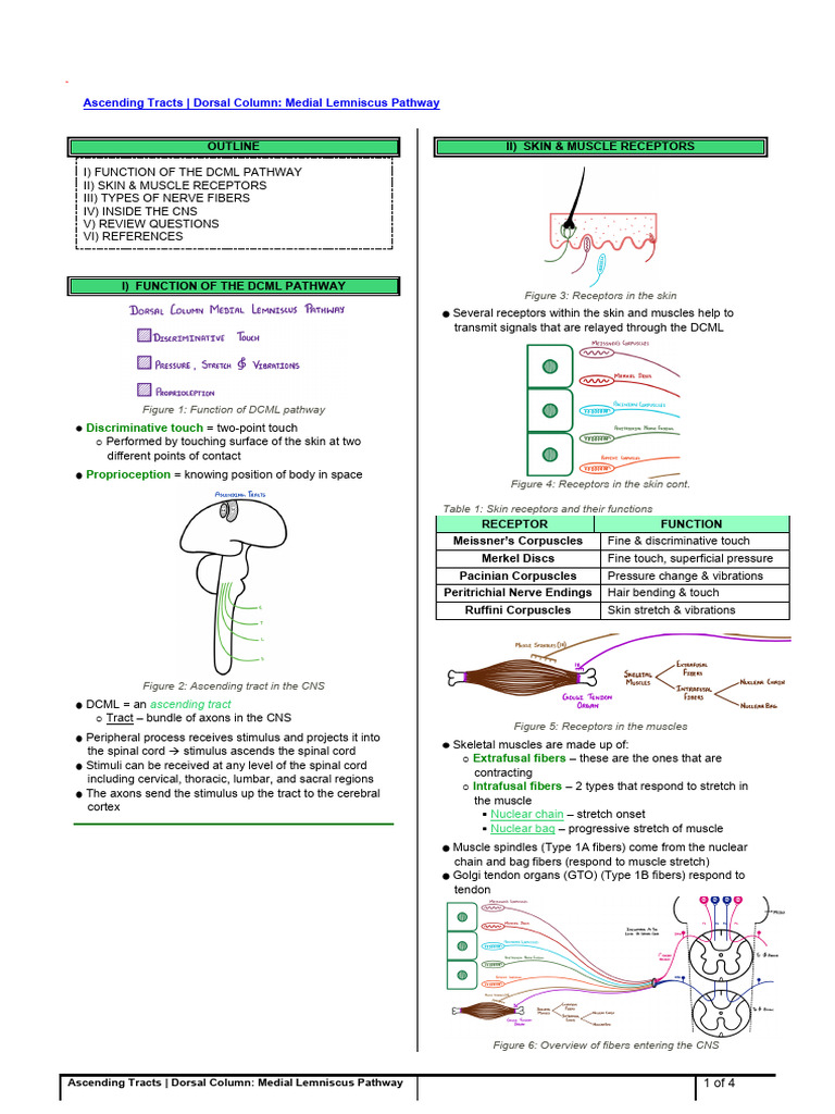 Ascending Tracts Dorsal Column Medial Lemniscus Atf | PDF