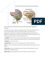 Anatomy of the Brain (Alzeimer's Disease)