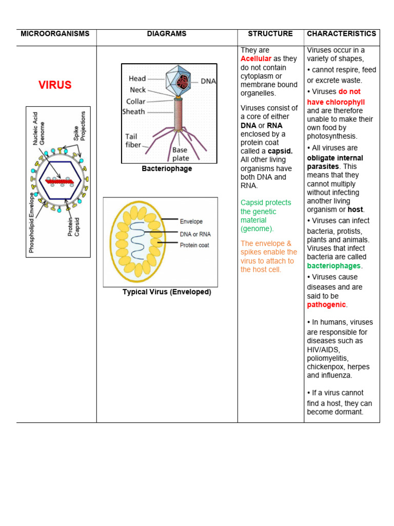 Overview of Microorganism Types | PDF | Virus | Bacteria