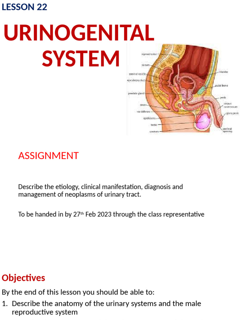 Lesson 22 - Disorders of The Male Urogenital System | PDF