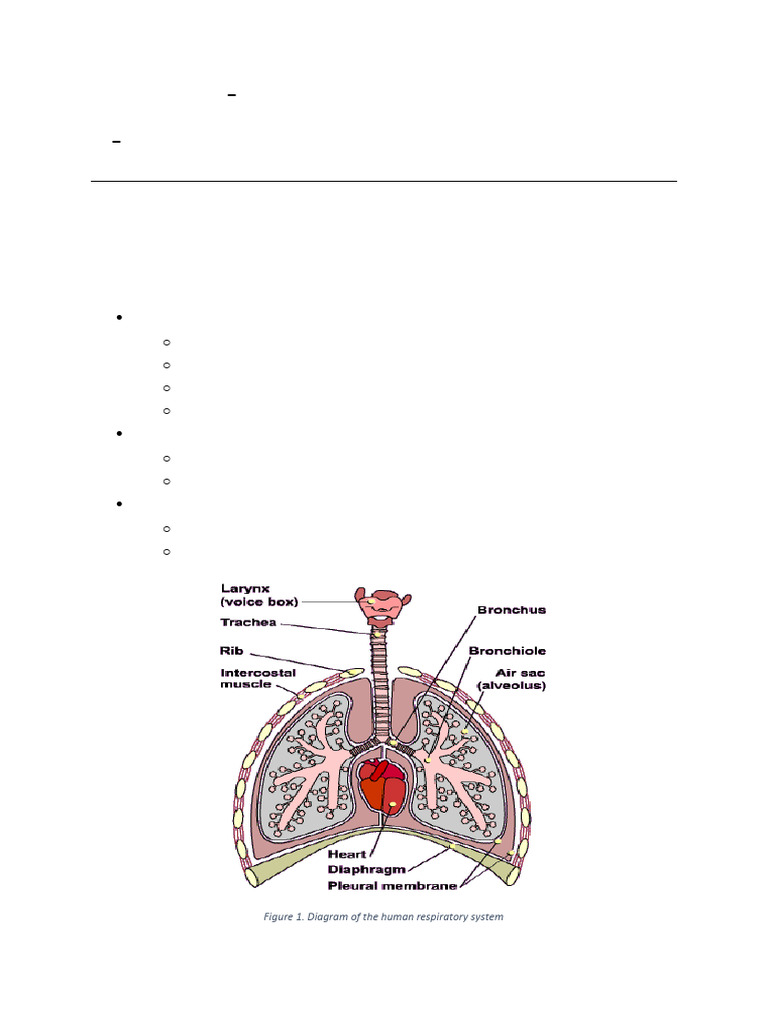 Gaseous Exchange Part 2 | PDF | Lung | Respiratory Tract